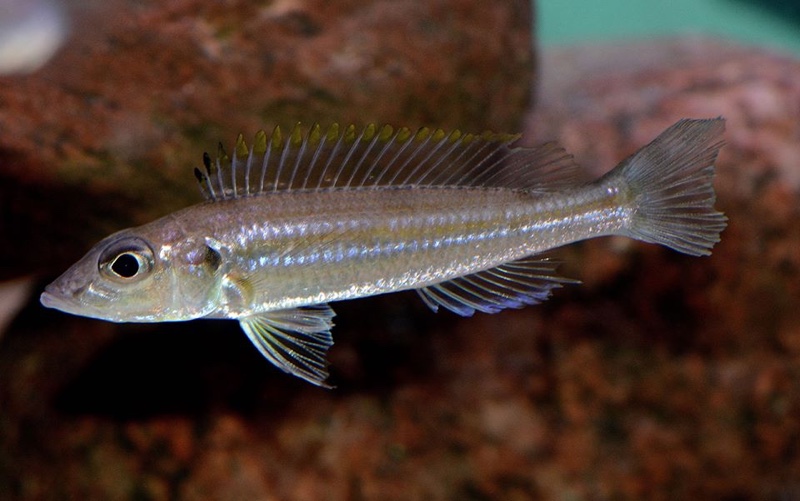 Reganochromis calliurus 'Chituta Bay'